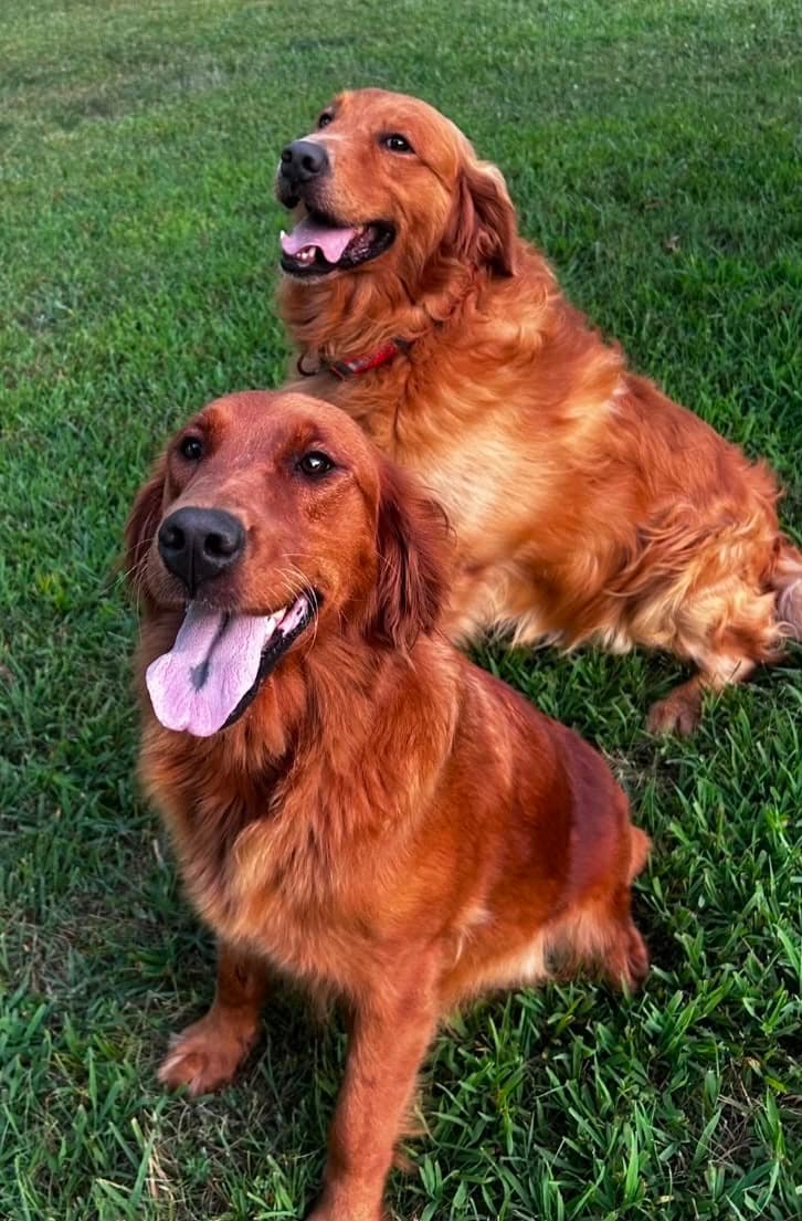 Lainey, our Golden Retriever mother