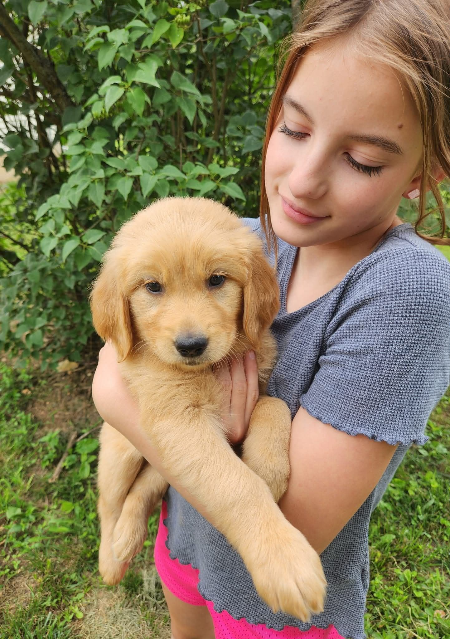 Puppies in the home environment